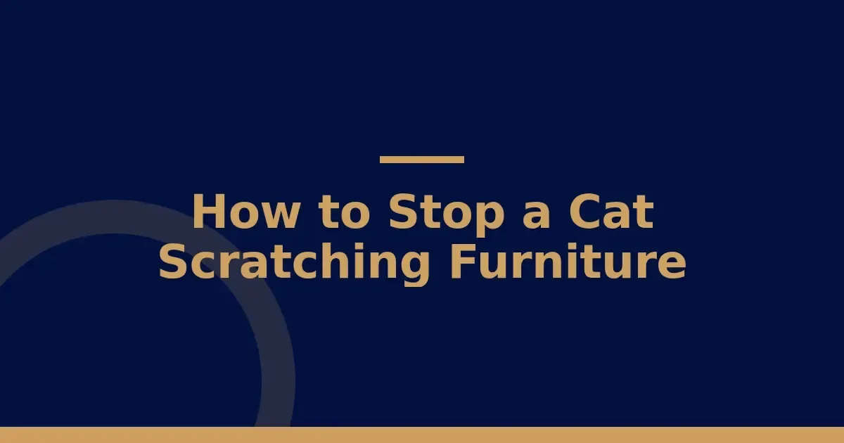 How to stop a cat scratching furniture: six redirections that work