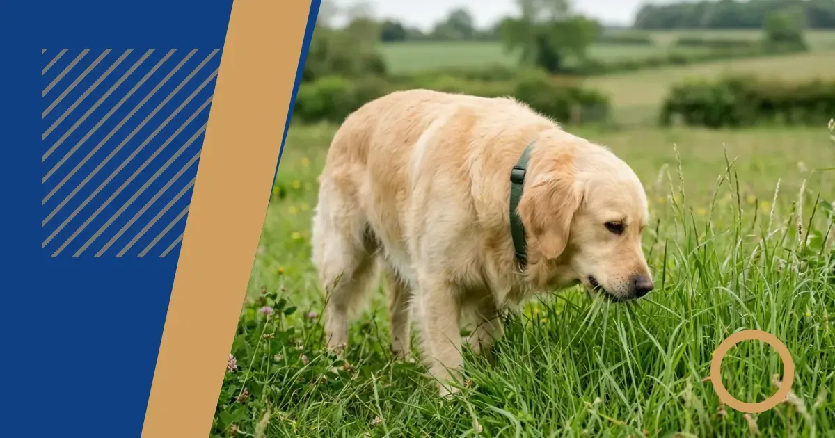 Dogs eat grass for texture, boredom and habit—4 ways to redirect the behaviour
